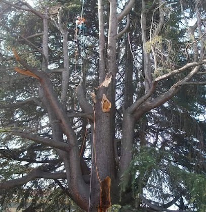Lenoir élagage / Arboriste Grimpeur / Parcs Et Jardins Tarn - Haute Garonne, Elagueur à Puylaurens